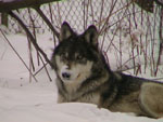 Keeley, about 5 1/2 years old.  Taken 2/23/2003 (c) Marty Huth